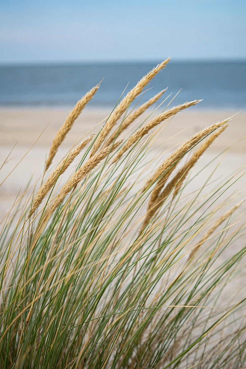 Beachfront Bliss